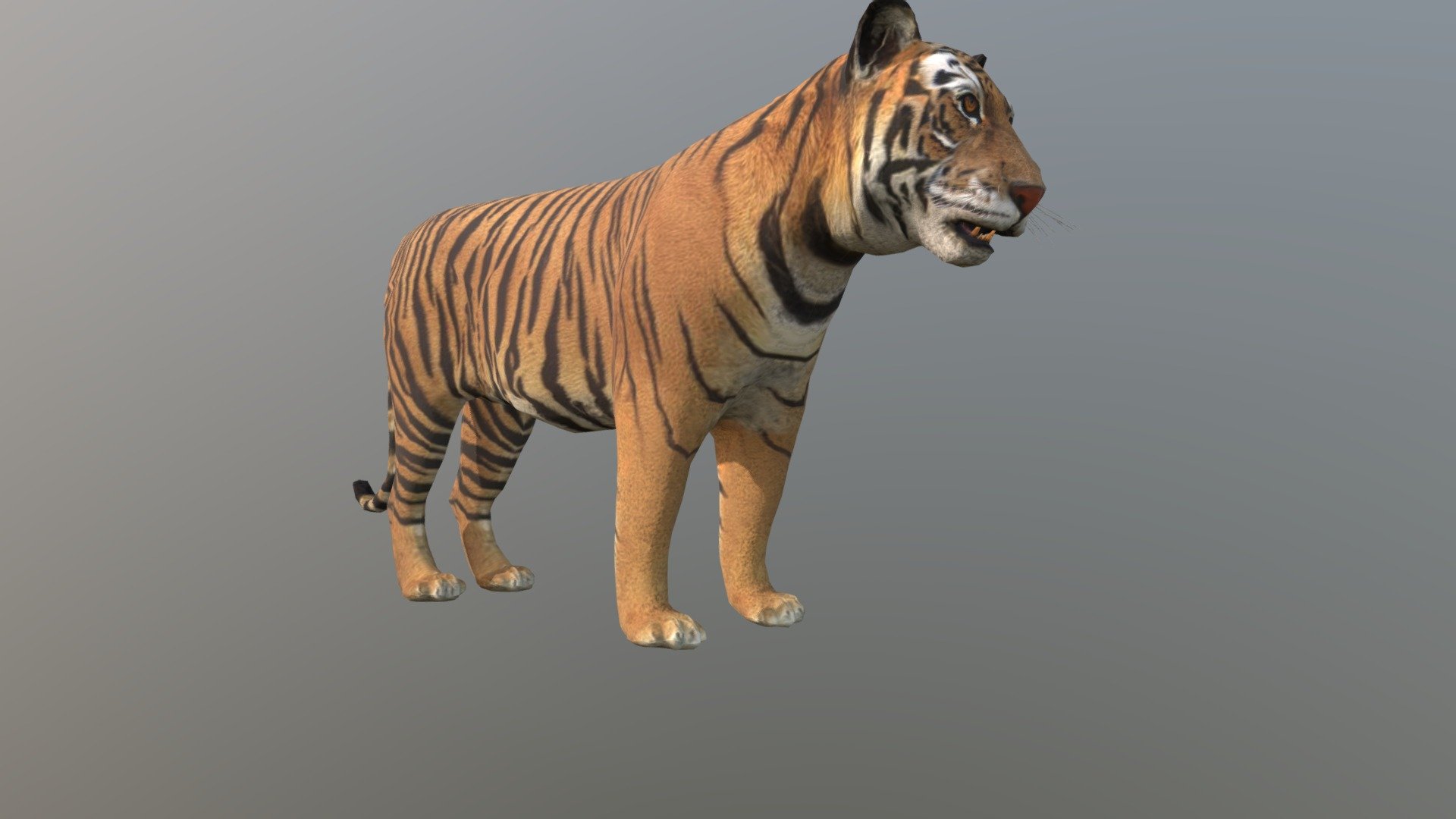 Tiger Buy Royalty Free 3D model by 3dlowpoly (3dlowpoly