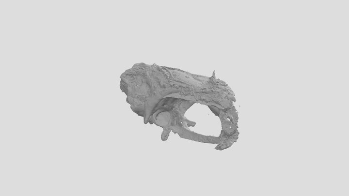 braincase of nhmuk-pv-p10419 3D Model