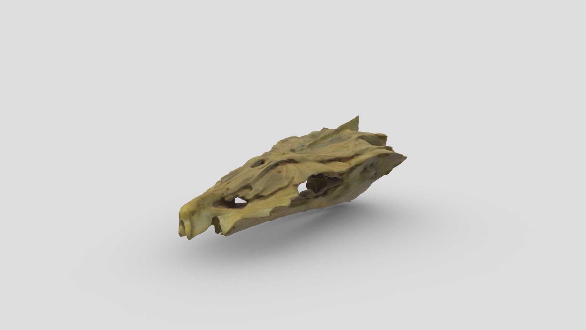 Cod (Gadus sp.) Frontal skull