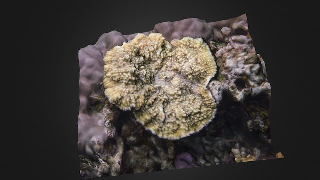Oxypora glabra 3D Model