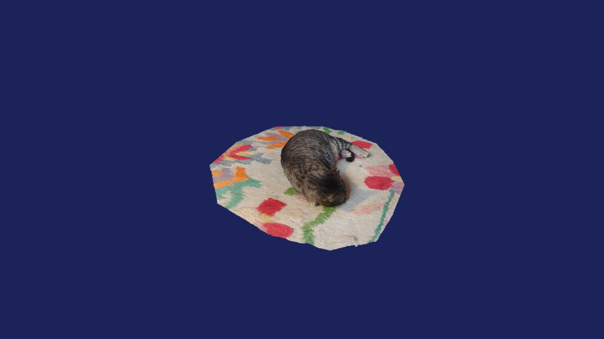 gatita en mantita