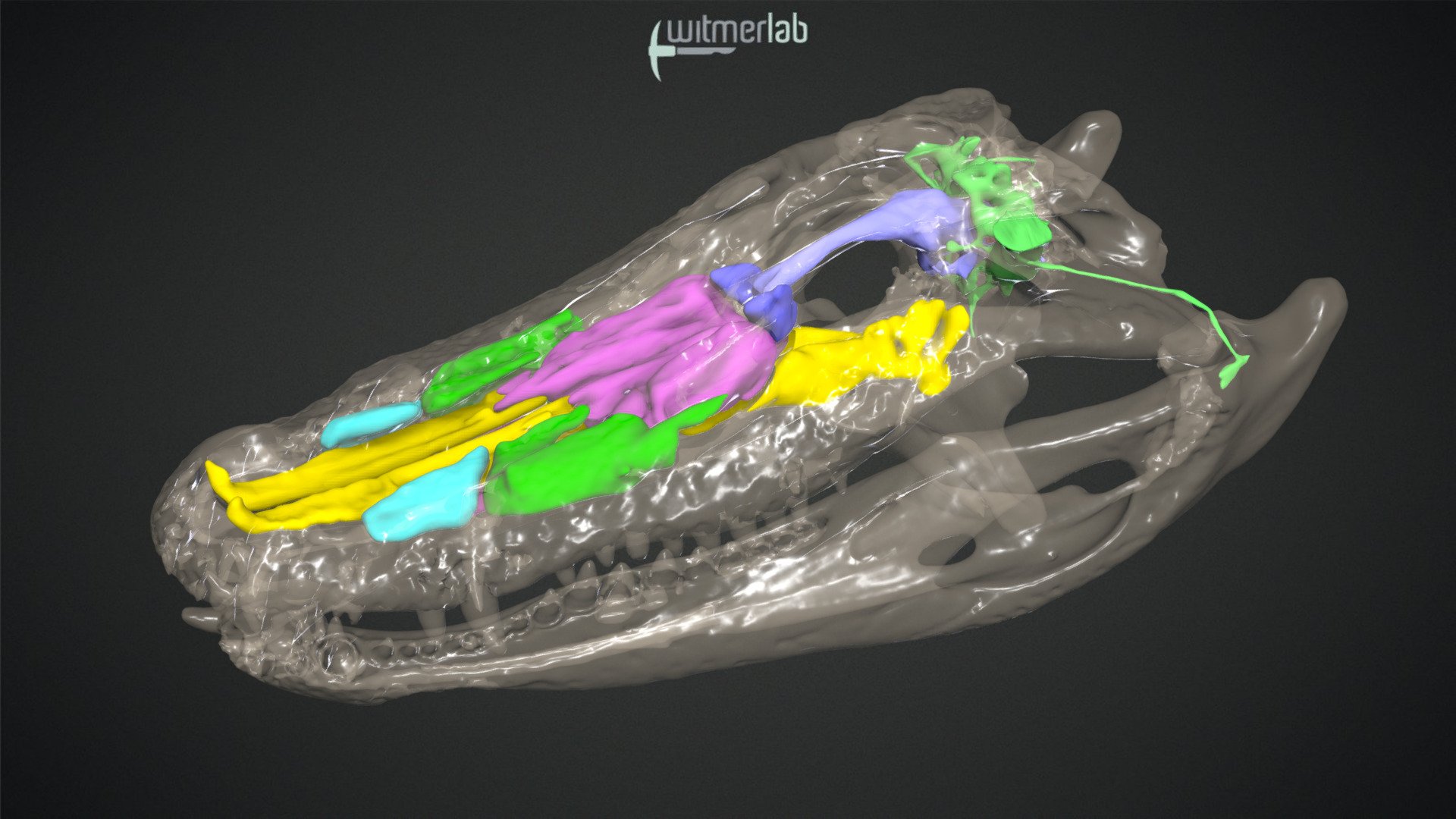 Alligator paranasal middle ear sinuses   brain Download Free 3D