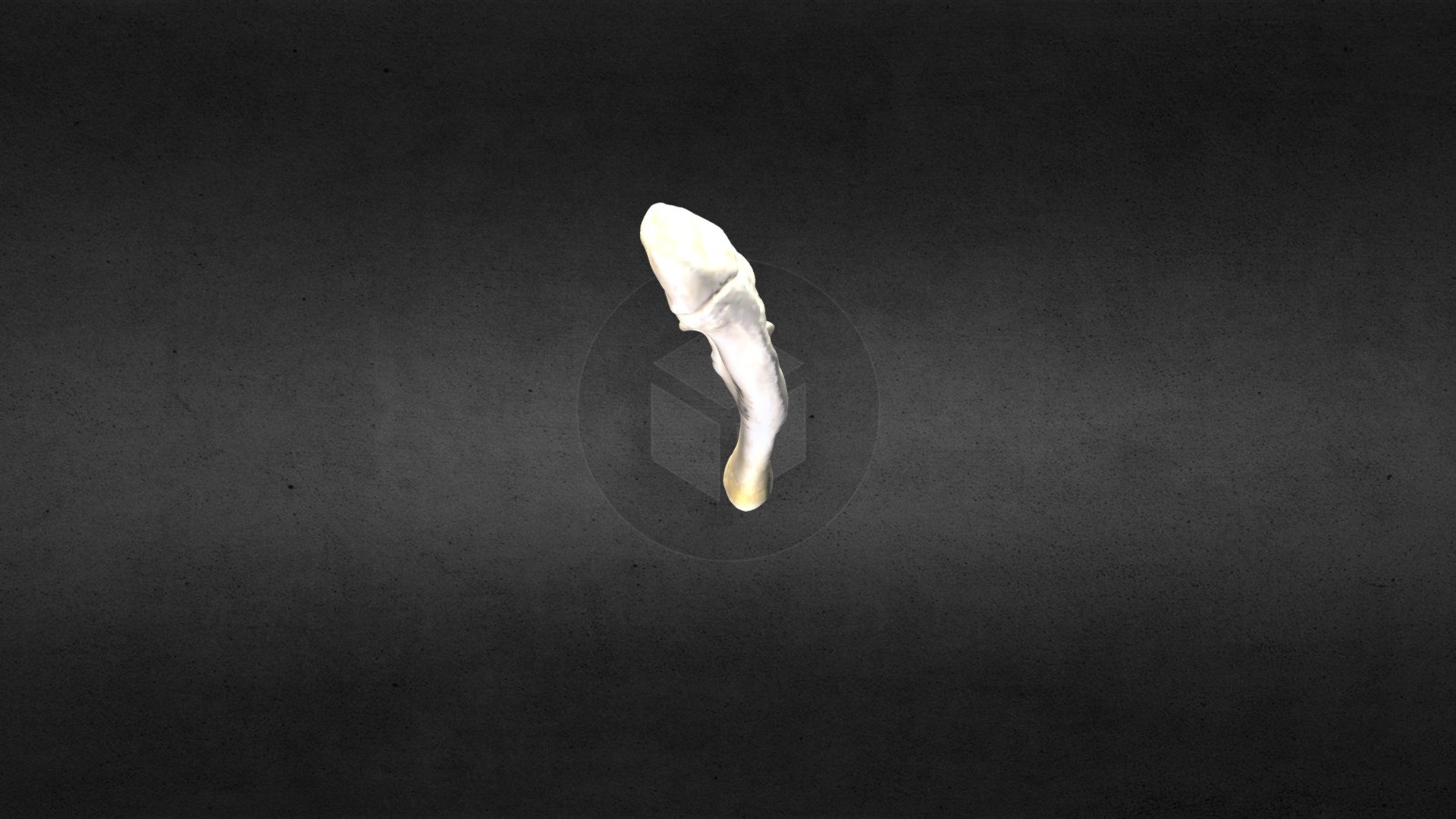 MSCC026 Castor canadensis Right Ulna