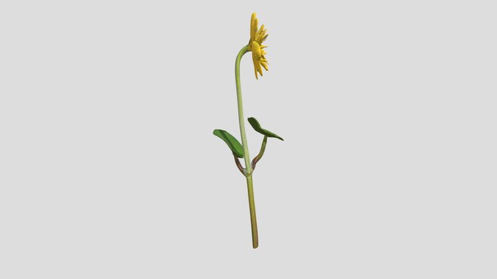 Ficaria verna