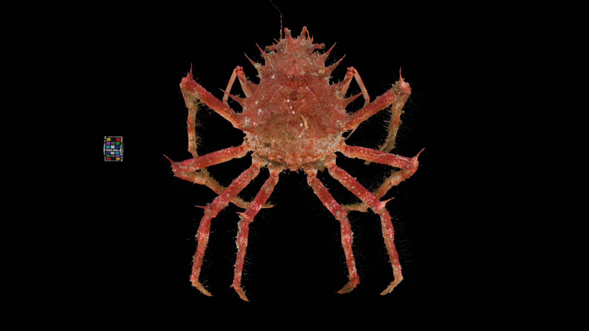 ケアシガニ ♀ Spider Crab, Maja spinigera