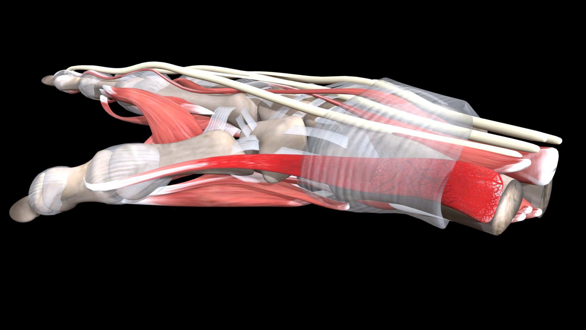 De Quervain's Tenosynovitis - 3D Model By Znyth Technologies (@znyth ...