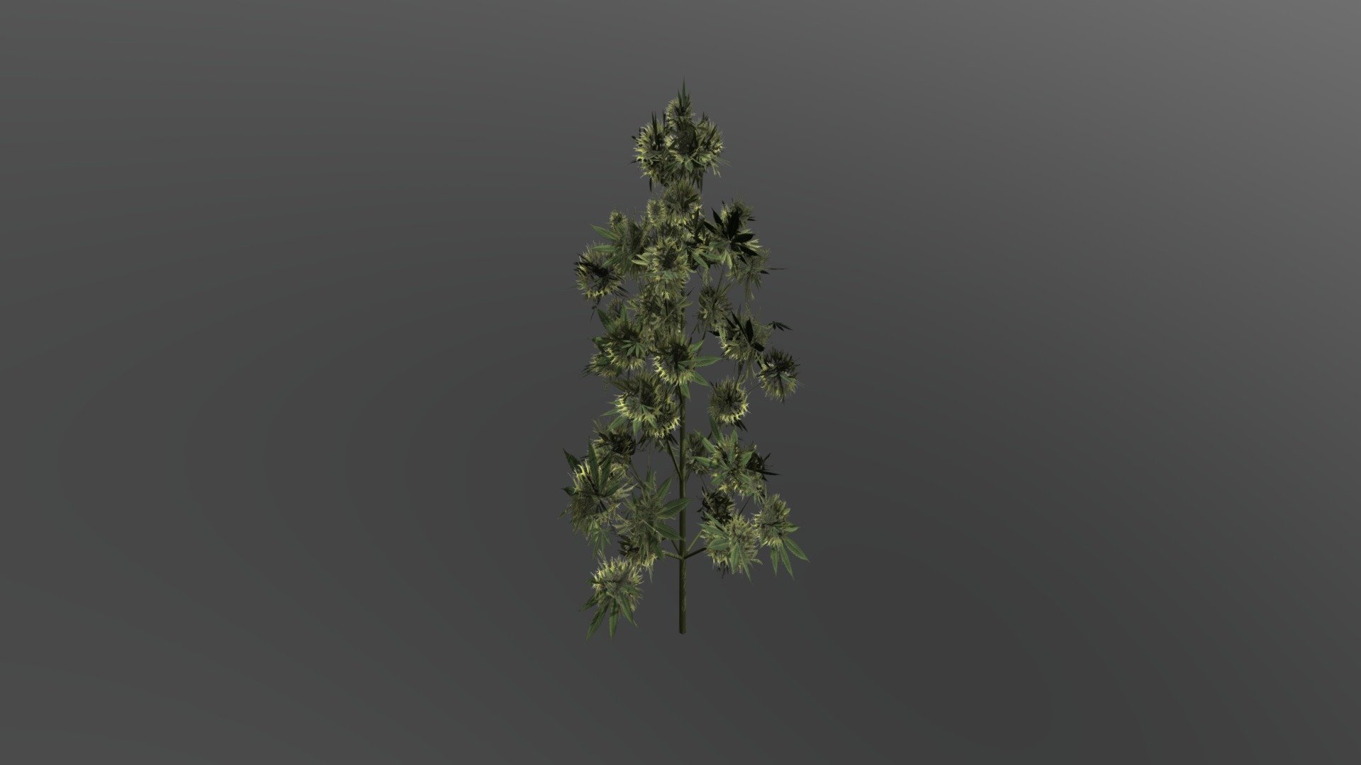 Cannabis Strain 1 Flower Download Free 3D model by