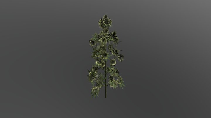 Cannabis Strain 1 Flower 3D Model