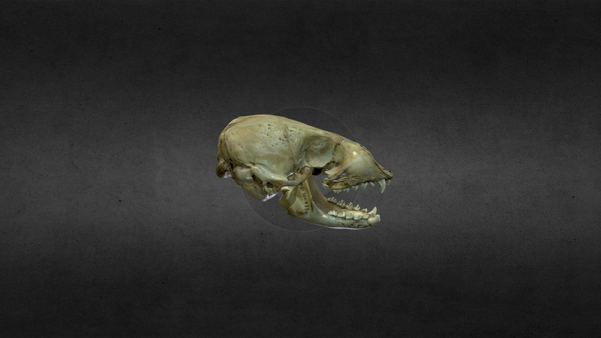 Phoca vitulina (Harbour Seal)