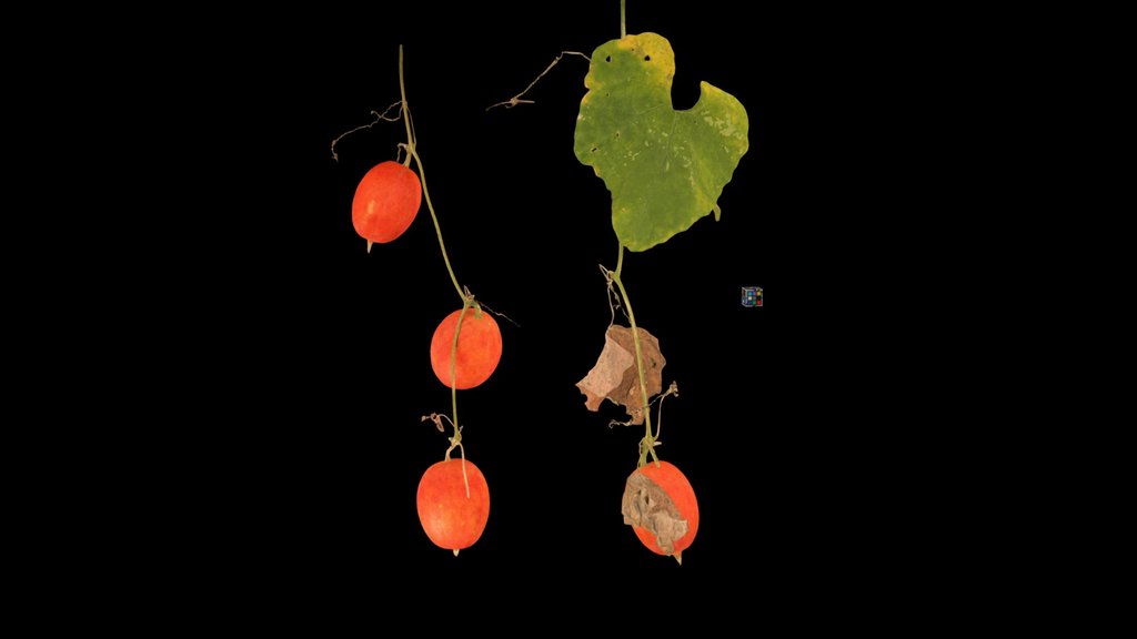 CC0 カラスウリ Japanese Snake Gourd, T. cucumeroides