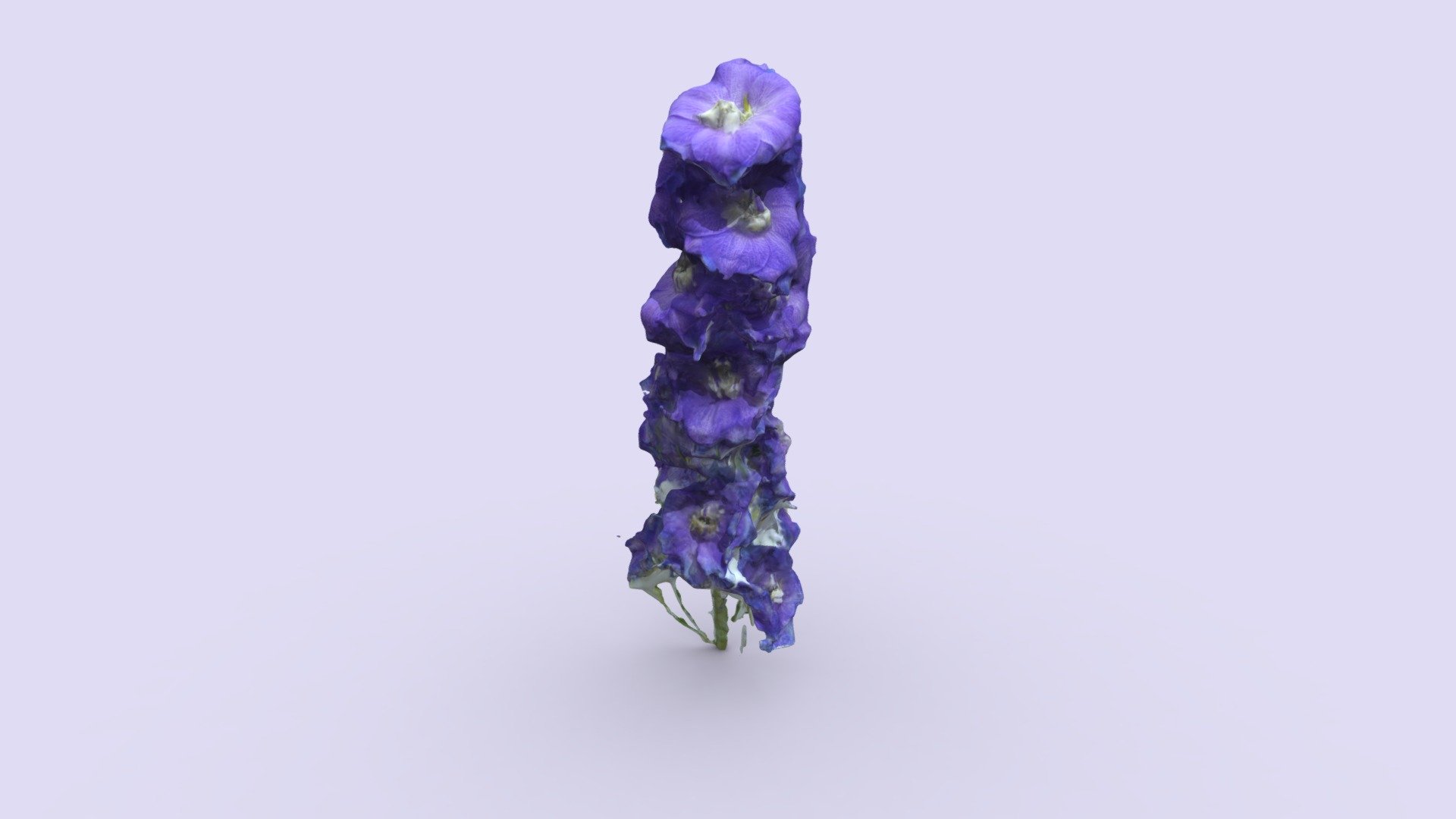 Purple Delphiniums