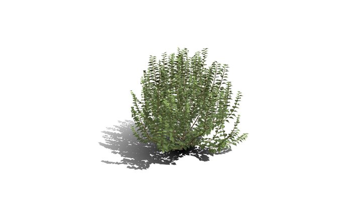 Realistic HD Green ivy bushy (4/10) 3D Model