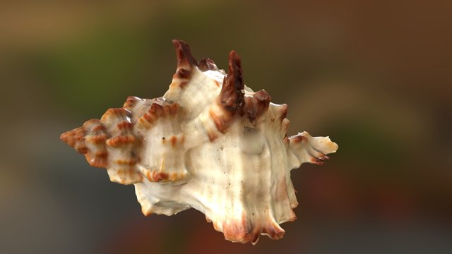 Skoljka 3D Model