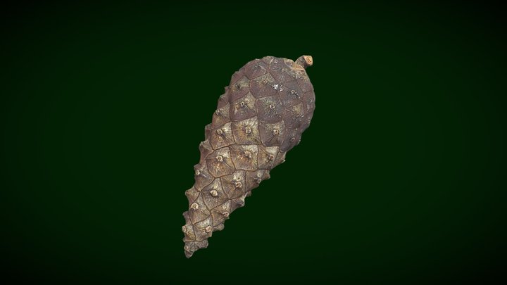 Pine Cone_01 3D Model