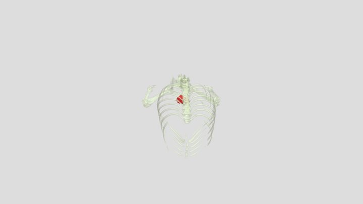 Segmentation 3D Model