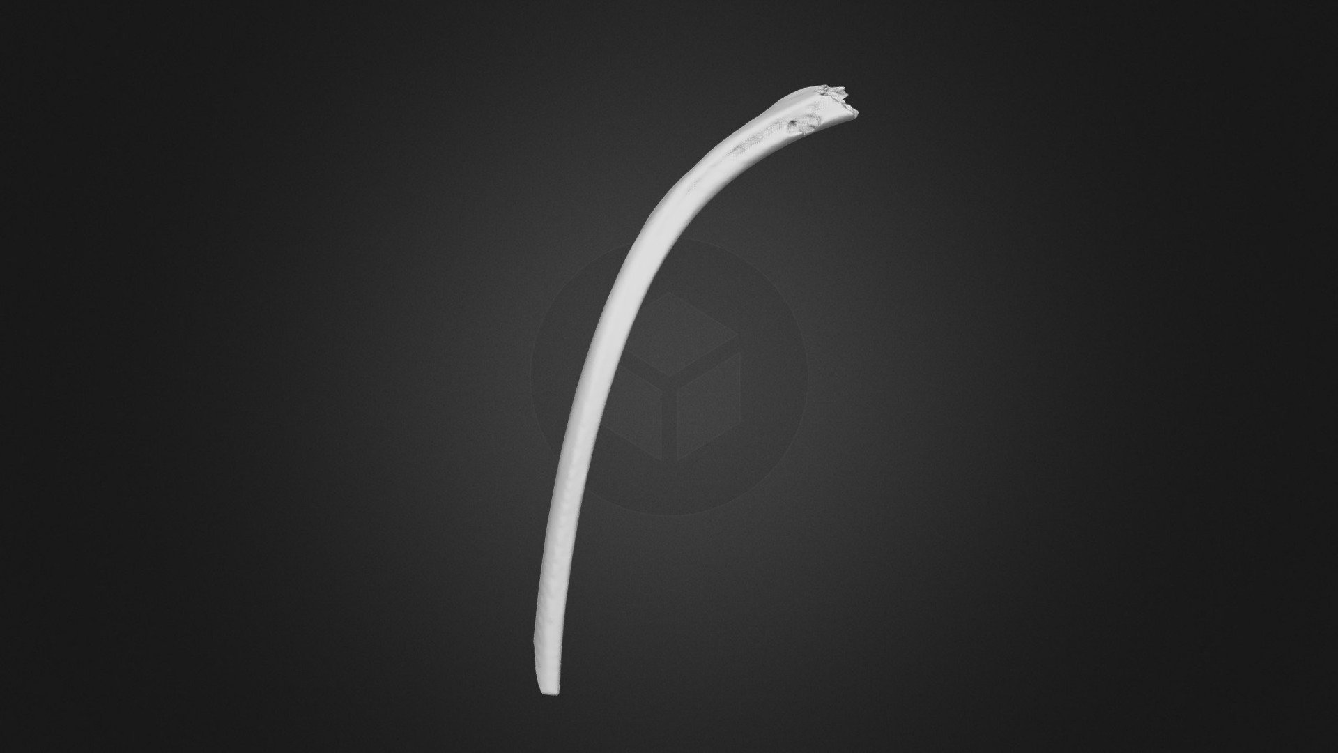 Risch-Rotkreuz, Mammut-Rippe / mammoth rib