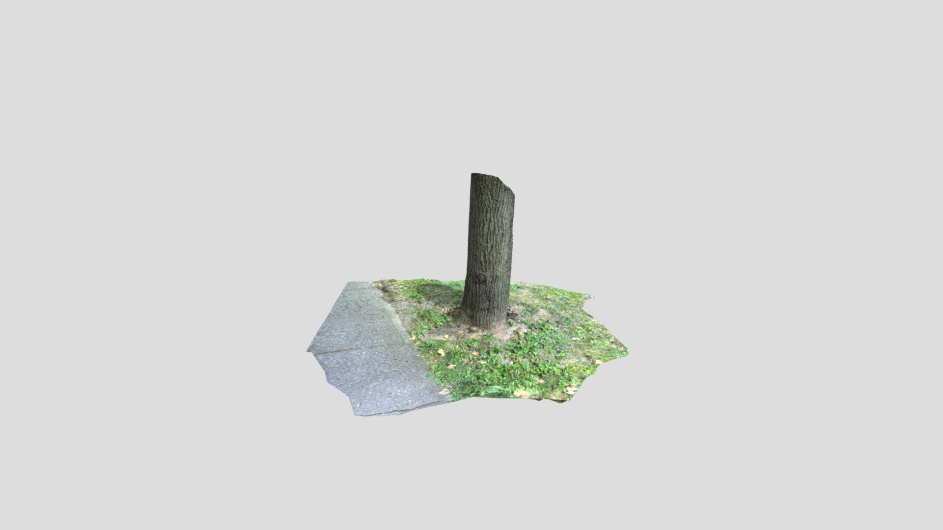Tree Trunk - Download Free 3D model by productscanning [ce96368 ...