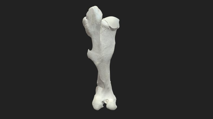 femur (os femoris) horse 3D Model