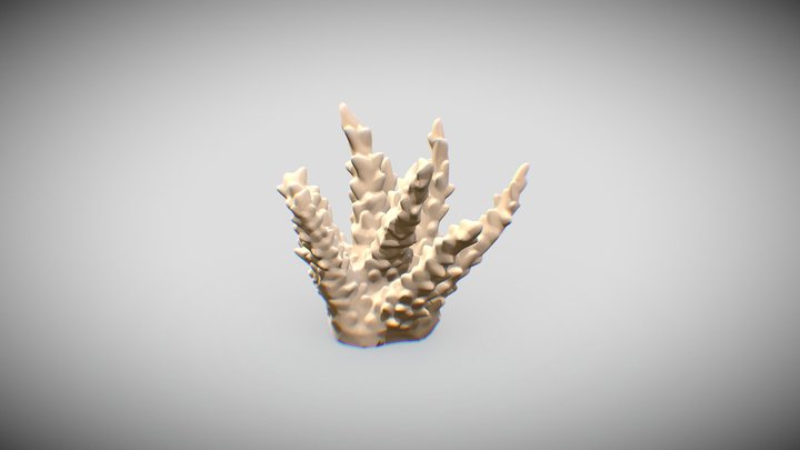 Coral Acropora Loripes 3D Model