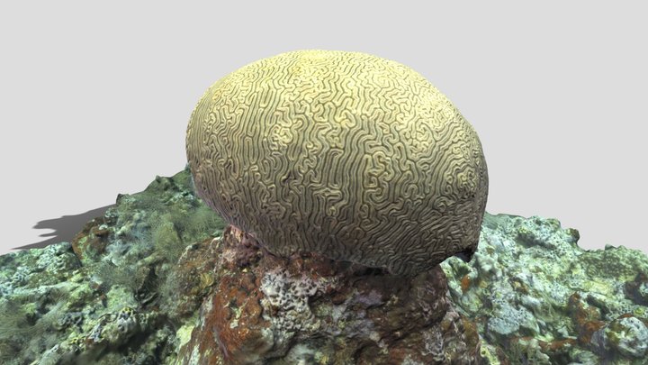 Braincoral (Diploria labyrinthiformis), Honduras 3D Model