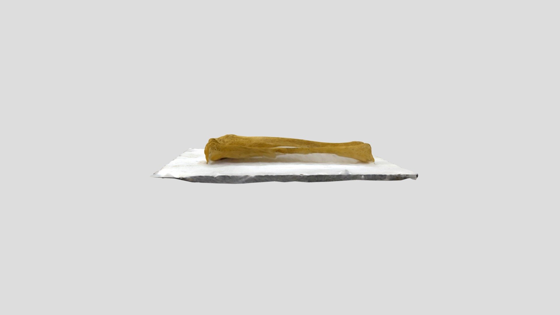 Tibia - 3D model by prajjawalit [cea471e] - Sketchfab