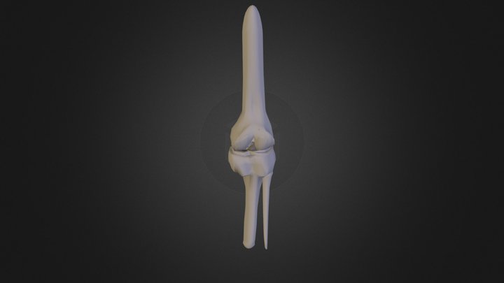 Knee10 24 1pm 3D Model