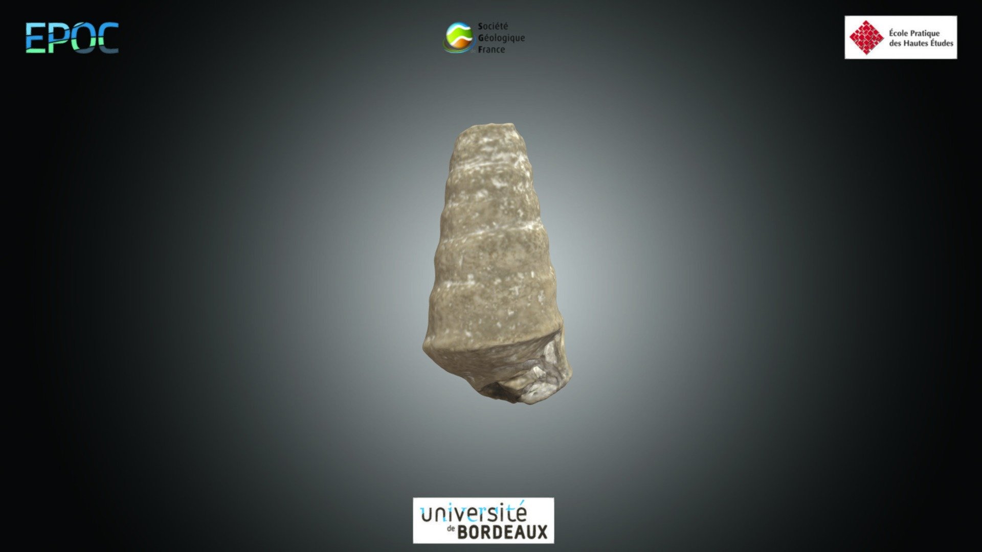 Gastéropode - Nerinea sp.