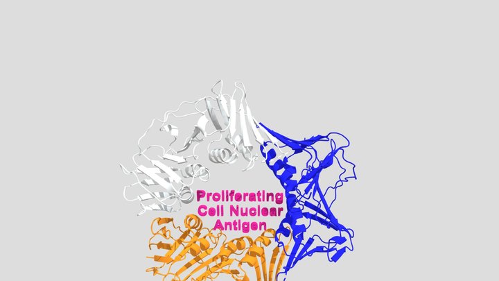 Proliferating Cell Nuclear Antigen (PCNA) 3D Model