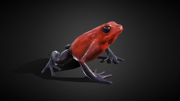 Strawberry Poison Dart Frog 3D, Low Poly 3D Model