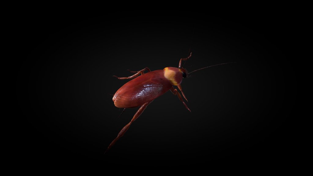 Cockroach