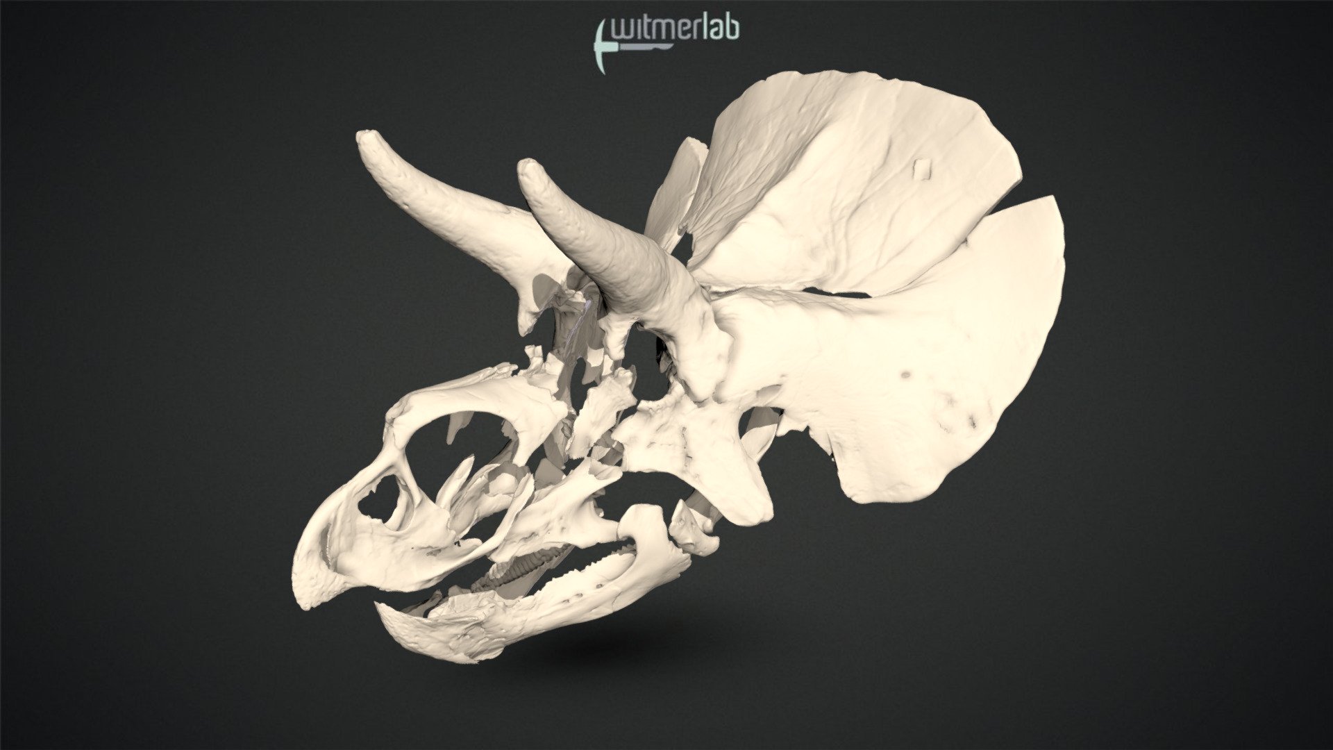 Triceratops - Homer BMRP 2006.4.1 - Draft Model - 3D Model By WitmerLab ...