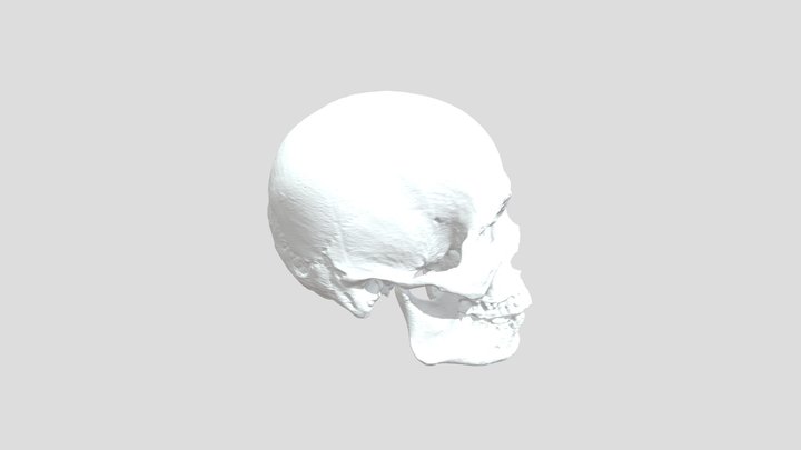 Human-skull-untextured 3D Model