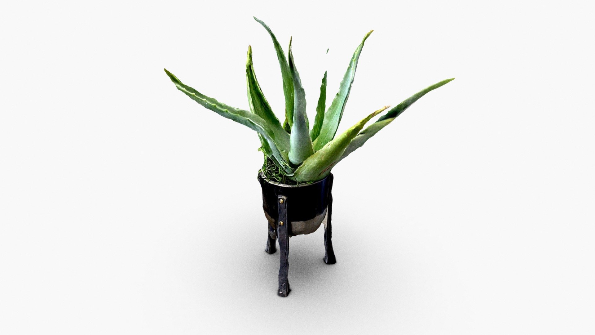 Aloe
