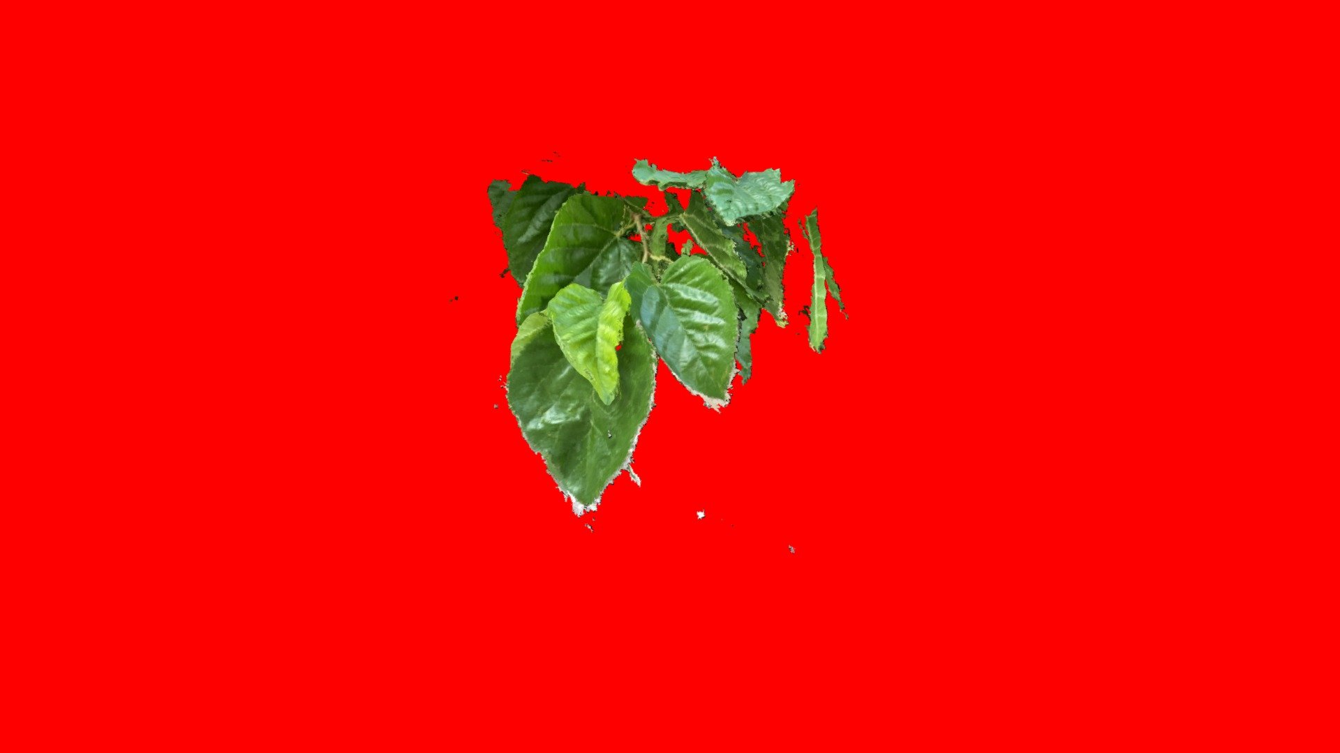 leaf2