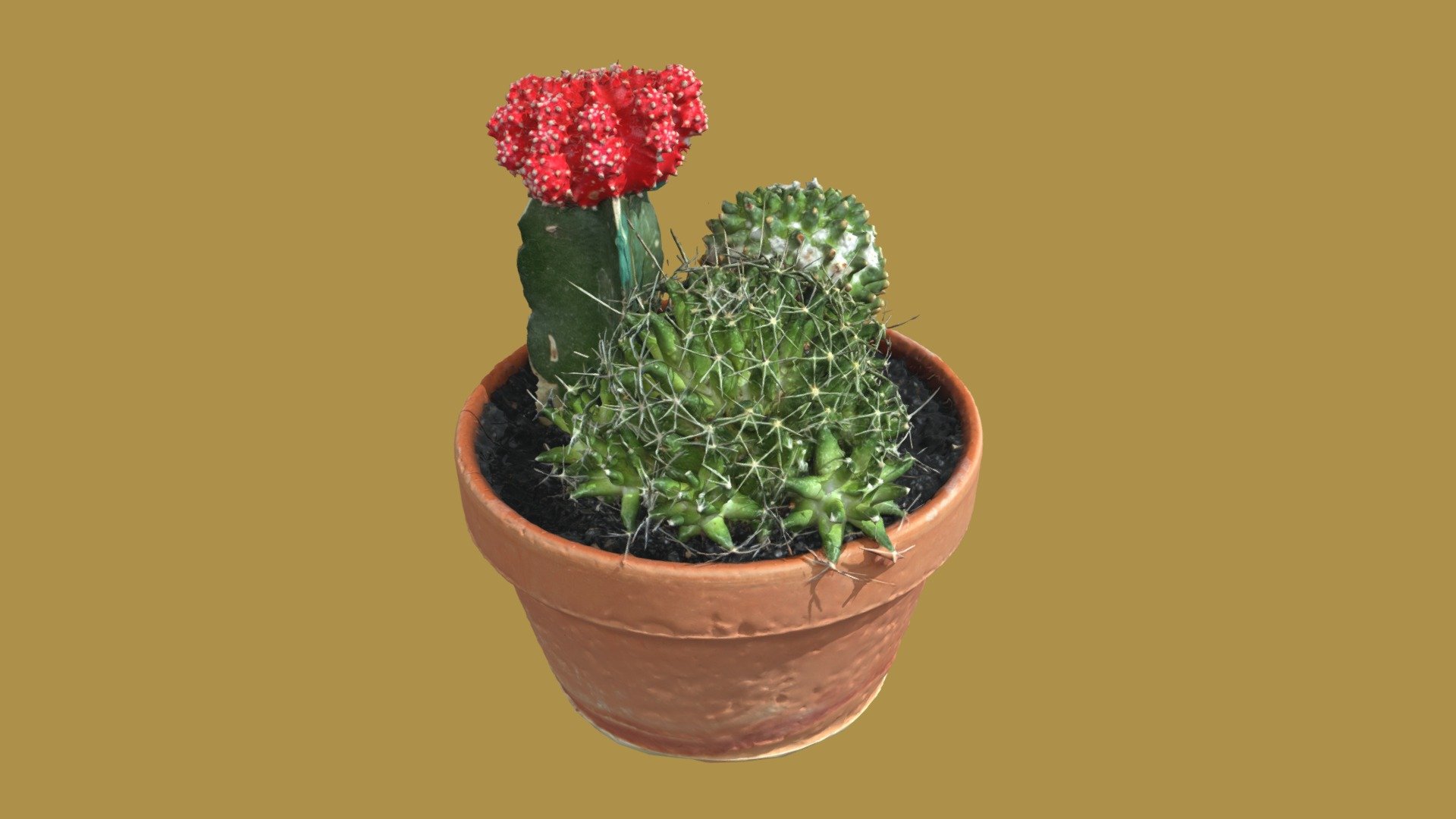 Just a Cactus