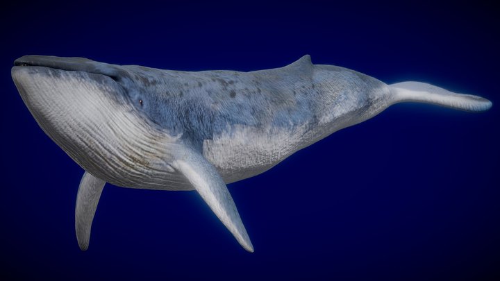 Whale 3D models - Sketchfab