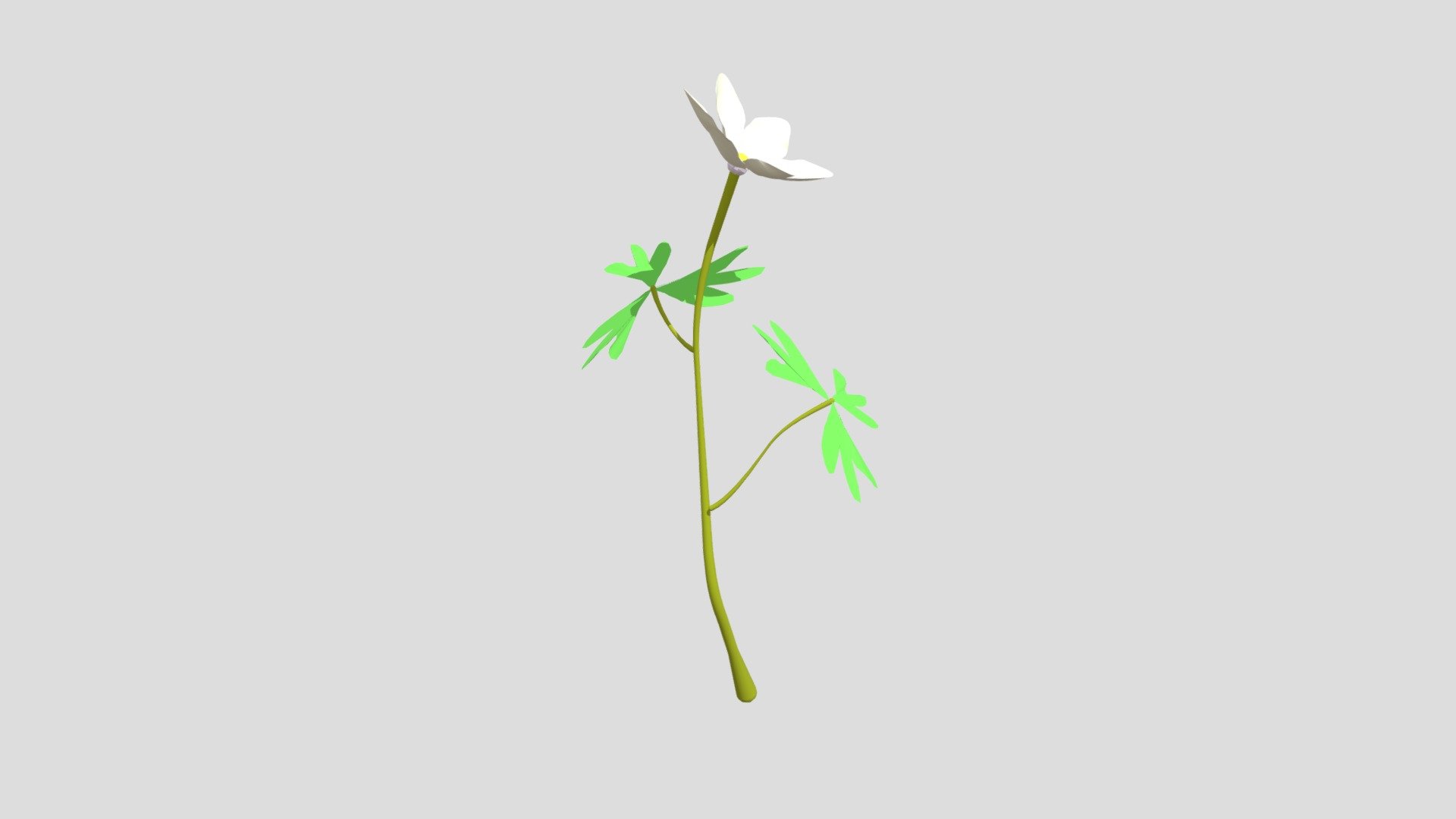 Wood anemone