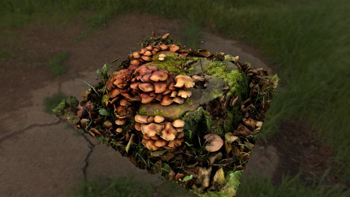 Stump and Mushrooms 3D Model