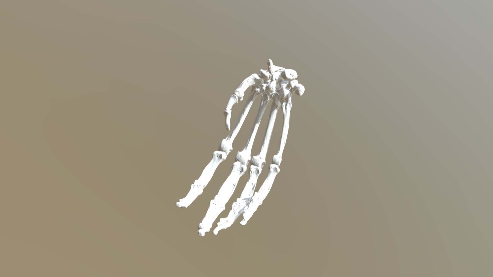 chimpanzee hand print