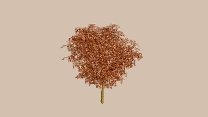 Autumn Tree 3D Model