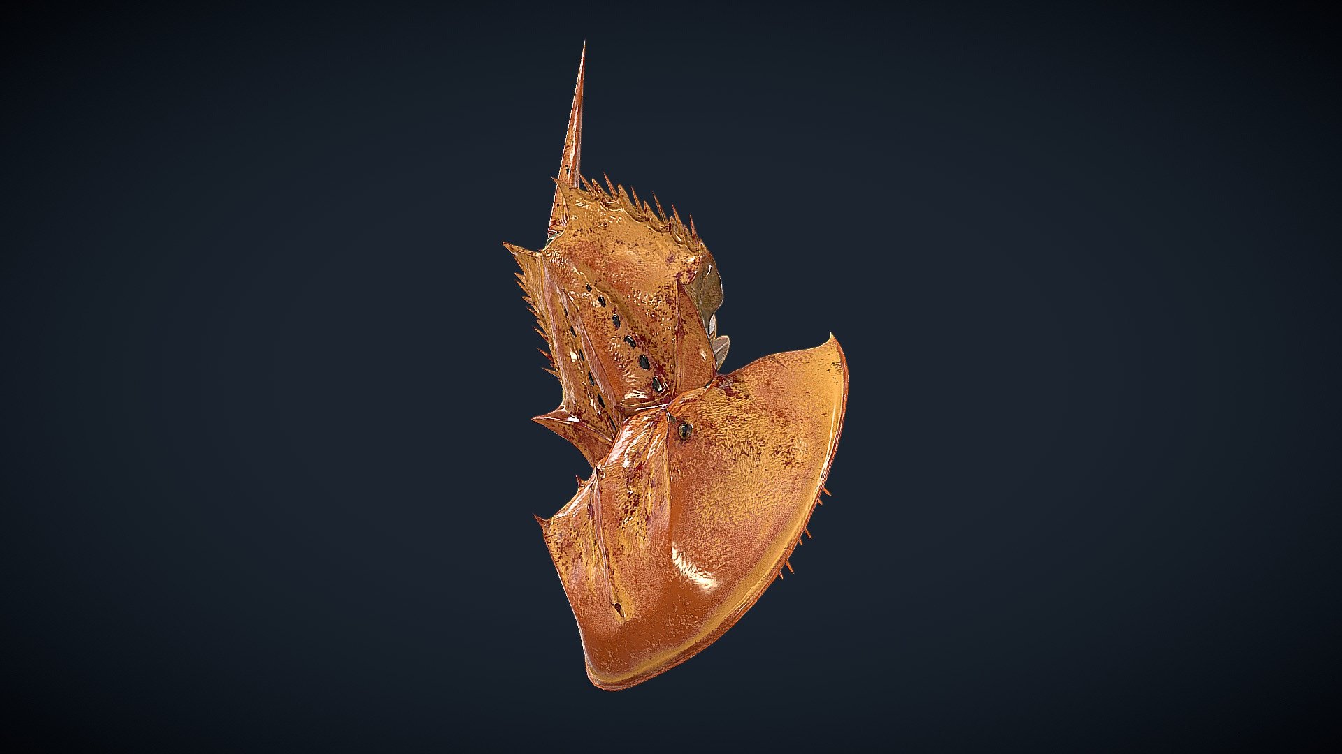Limulus Polyphemus - 3D model by lademadane [cecfb11] - Sketchfab