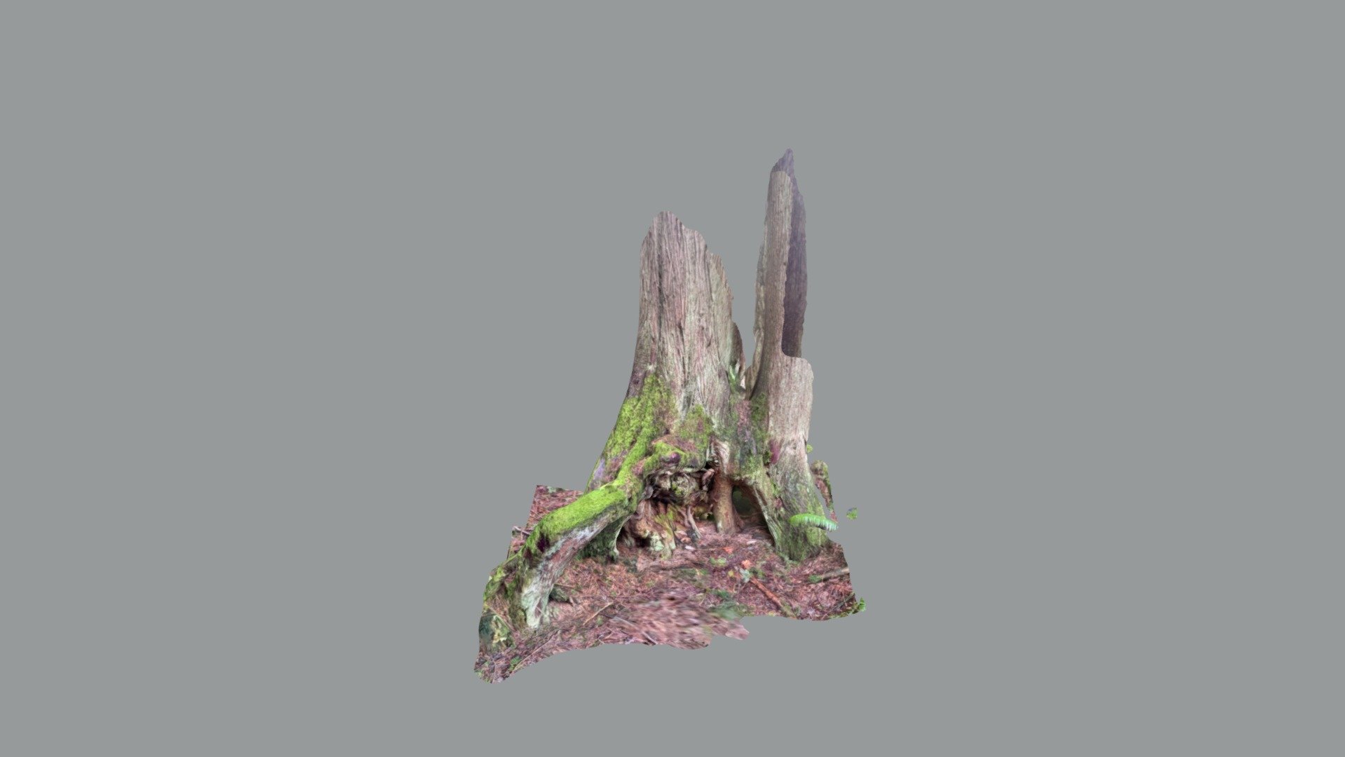 Old forest tree