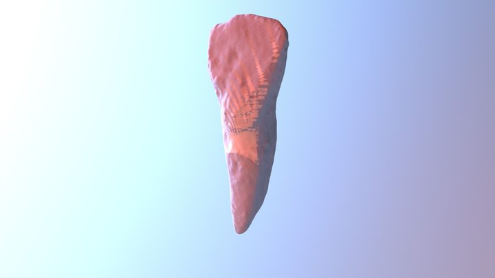 Tooth 7 Upper2 3D Model
