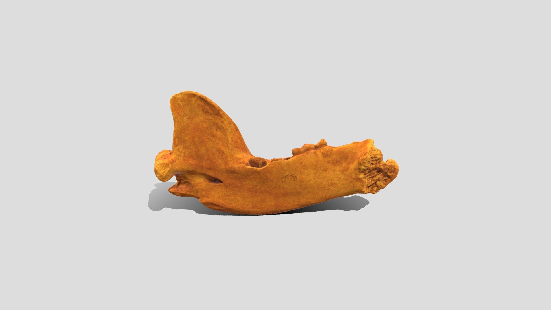 Mandible of a Cave Bear