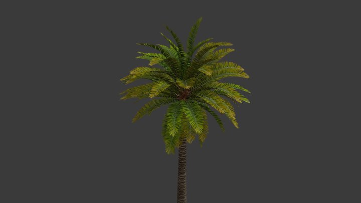 Palm Tree Realistic 3D Model