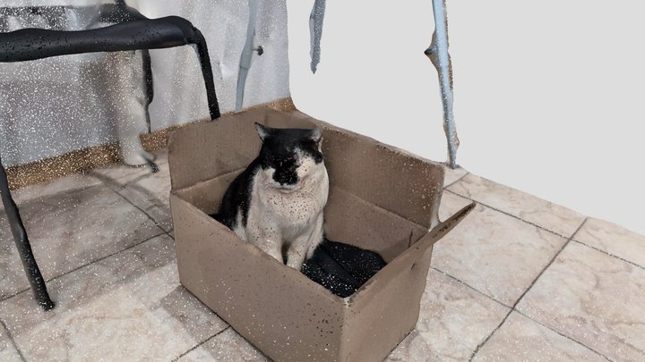 cat in a box 3D Model
