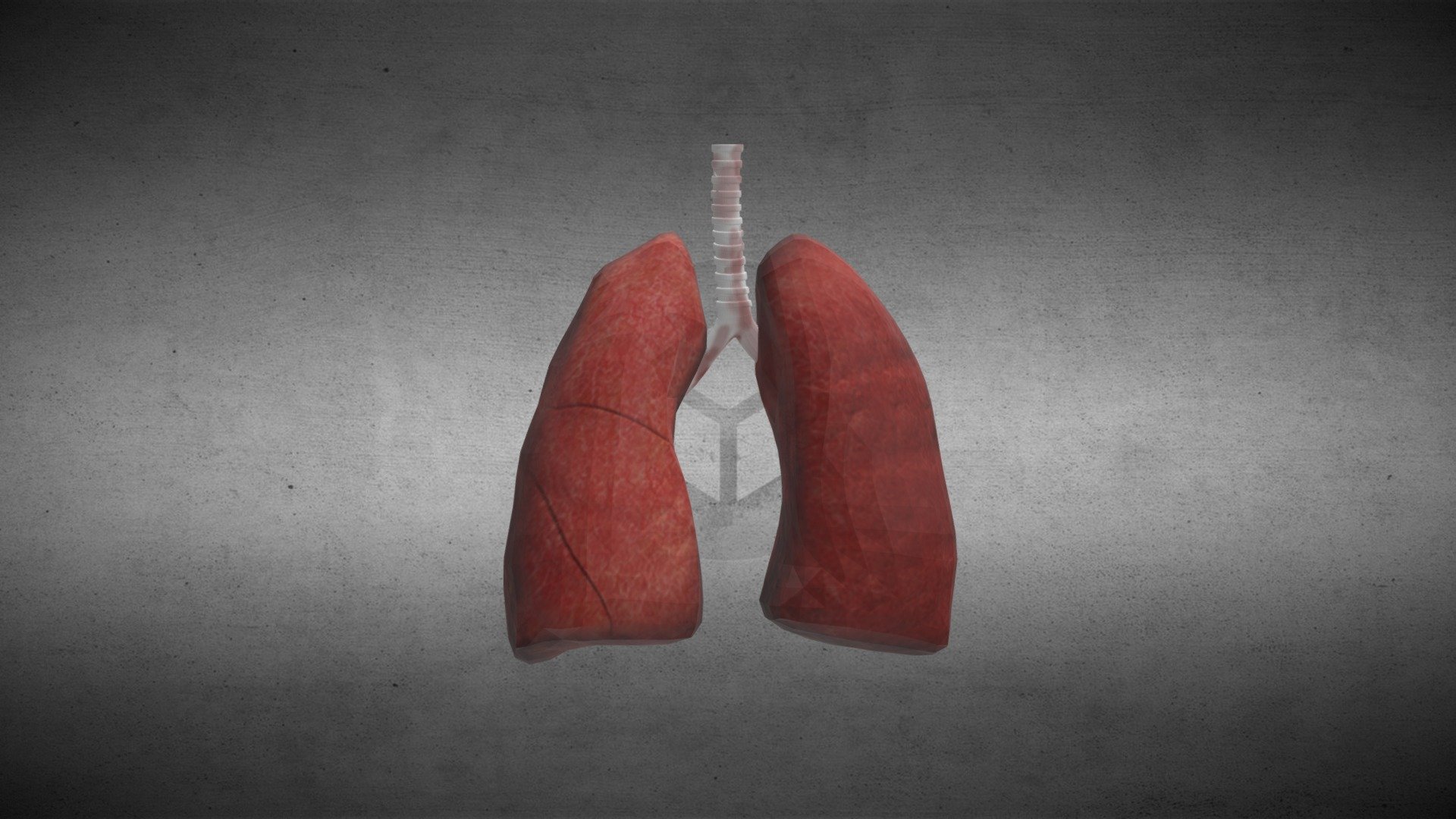 Human Lungs Anatomy - Buy Royalty Free 3D model by Clacydarch [ced8c1c ...