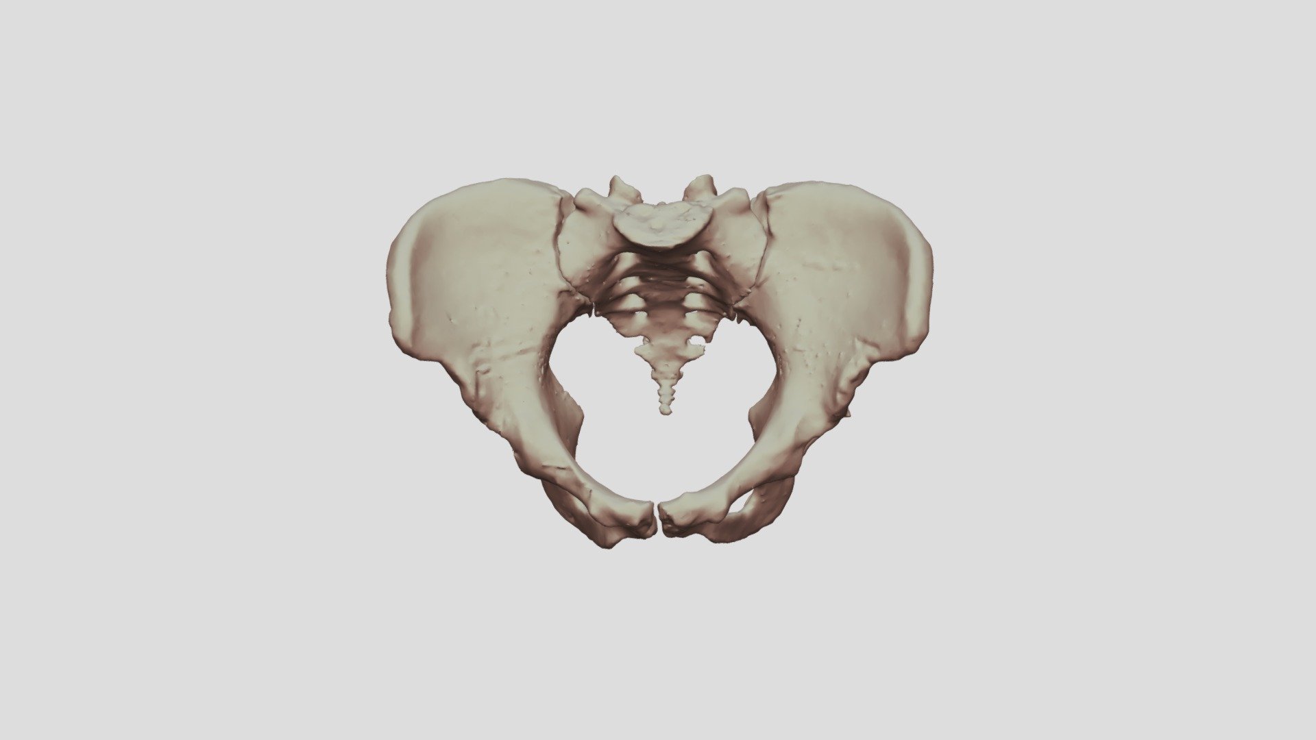 Female Pelvis 3d Model By Traslacuesta [cedabae] Sketchfab