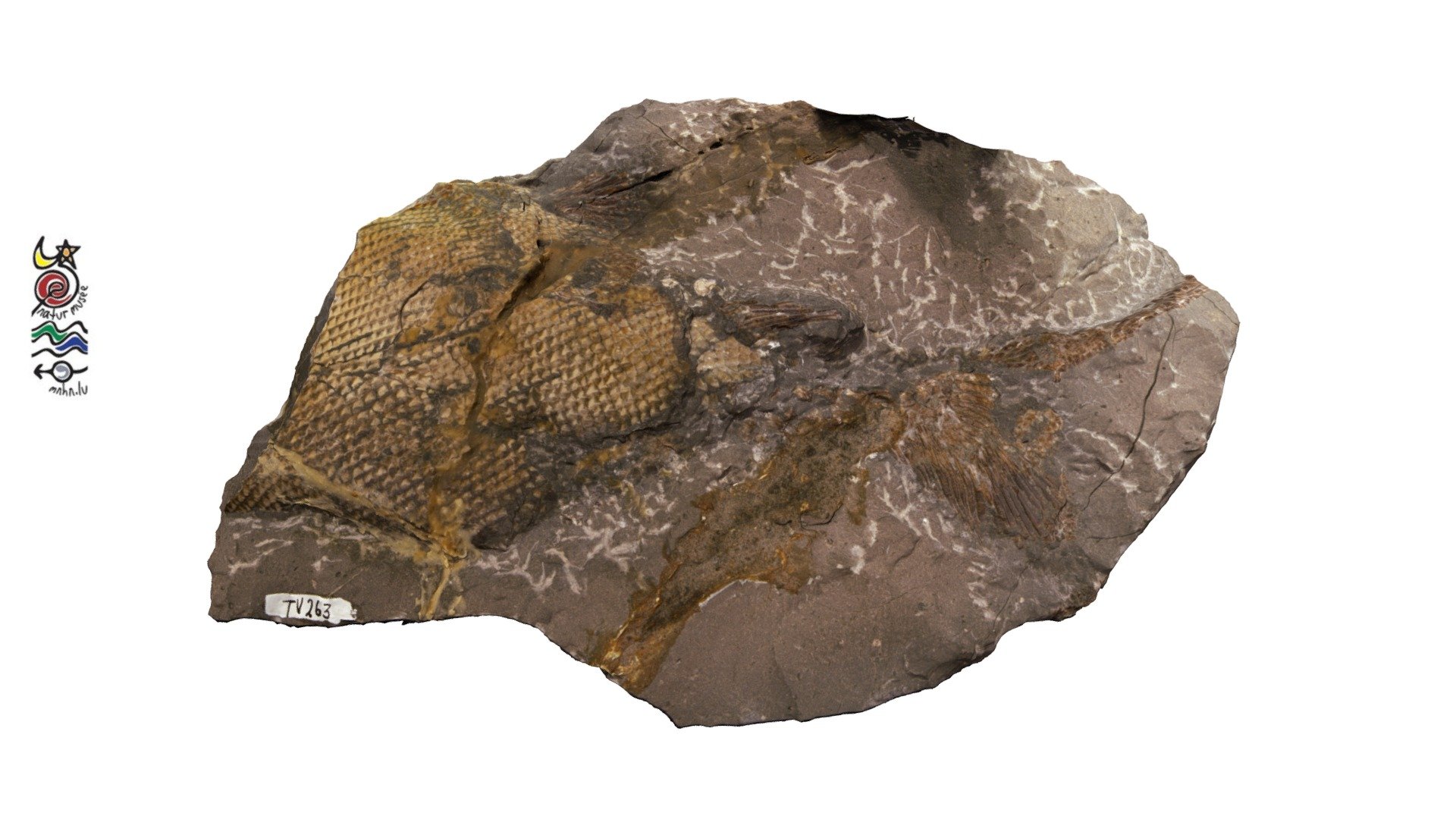 Pholidophorus sp. TV263