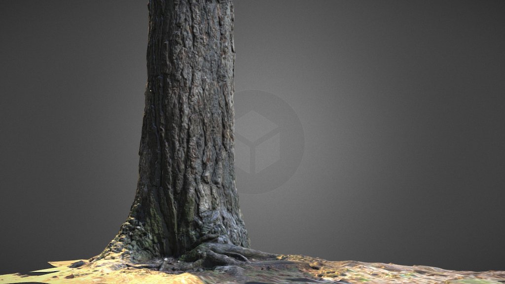 Tree Test - 3D model by mesmurus [cedc5b2] - Sketchfab